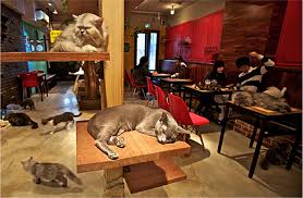 Le Concept Nous Vient Du Japon Bar A Chat Cafe Des Chats Faire Un Calin