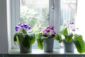 Image result for Streptocarpus