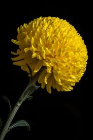 Beautiful Black And Yellow Flowers Yellow Chrysanth 2 Amazing Flowers Yellow Flowers Beautiful Flowers