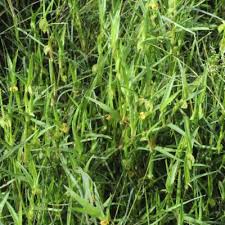 Image result for Commelina subulata