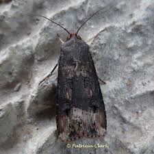 Image result for Agrotis ipsilon