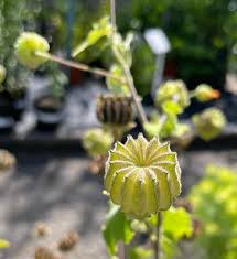 Image result for Scadoxus pole-evansii