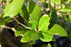 Image result for Priva curtisiae