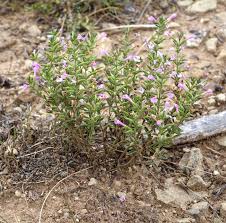 Image result for Pentadesma reyndersii