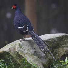 Mikado Pheasant Syrmaticus Mikado Male Taken At Dasheshan Taichun Huhnervogel Vogel Als Haustiere Bunte Vogel