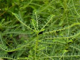 Image result for Phyllanthus polyspermus