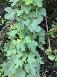 Image result for Adenia zambesiensis