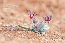 Image result for Ornithoglossum