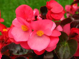 Begonia Begonia A To Z Flowers