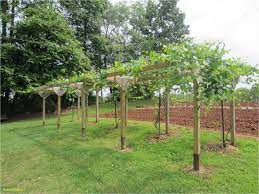 Vineyards are in long rows for easy harvests. Exceptional Diy Grape Trellis Https Homecreativa Com Homedecoration Homedecorations Homedecorationidea Grape Trellis Grape Vine Trellis Grape Arbor