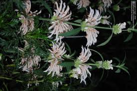 Image result for Leonotis decadonta
