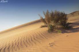 منصور on twitter