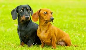Dachshund information including photos, dachshund puppies, training, wiener dog health, doxie they're smaller than minis — the idea being they could fit inside a teacup. The Differences Between Miniature And Dachshund Puppies