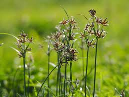 Image result for Cyperus nuerensis