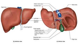 Organ Organ Sistem Ekskresi Pada Manusia Manusia Pelindung Tubuh Metabolisme