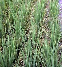 Image result for Fimbristylis quinquangularis