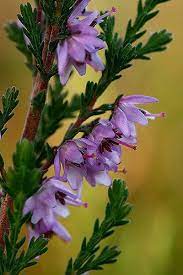 The Heather Flower Heather Flower Flowers Patio Plants