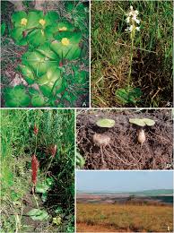 Image result for Satyrium carsonii