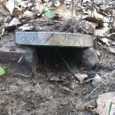 This video shows a few of the places where you could find one! Pin On Hm Ext Garden Toads Frogs Etc