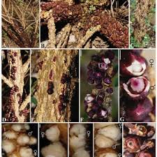 Image result for Apodanthaceae