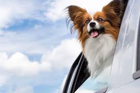 We did not find results for: 6 Easy Ways To Help Your Dog To Deal With Seasonal Allergies Dogtopia