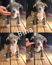 Shes very playful with other. American Bully Puppies For Sale Oxnard Ca 251167