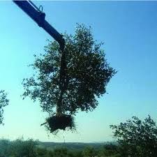 Maybe you would like to learn more about one of these? Pdf Uprooting Identities The Regulation Of Olive Trees In The Occupied West Bank