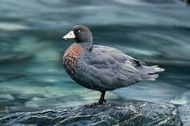 Please enter your name, email, and phone number below. Swedish Blue Duck Description Photos Description Of