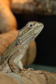 Choco Our Rankins Dragon Lizard Bearded Dragon Care Bearded Dragon Lizard