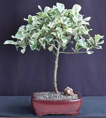 Image result for Ficus triangularis