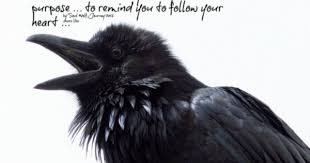 Crow Calls Crow Call Crow Animal Spirit Guides
