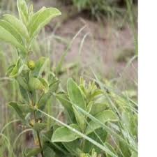 Image result for Olax pentandra