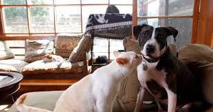The sponsor a pet program is handled by the petfinder foundation, a 501(c)3 nonprofit organization, to ensure that shelters and rescue groups receive donations in the easiest way possible. When Your Host Has Pets It S The Animals Who Will Be In Charge Of Your Stay