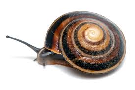 Главная улитки улитки караколус сагемон (caracolus sagemon). Snails Of Form Caracolus Sagemon Gran Piedra Santiago De Cuba Cuba Lowland Form For Sale