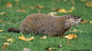 Groundhogs are also referred to as woodchucks or whistle pigs. Groundhogs The Truth Comes Out Nwf Ranger Rick