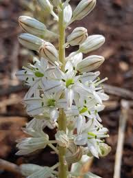 Image result for Drimia sanguinea