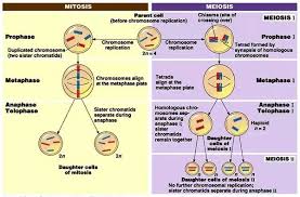 Difference Between Mitosis And Meiosis Laboratoryinfo Com Mitosis Meiosis Mitosis Vs Meiosis