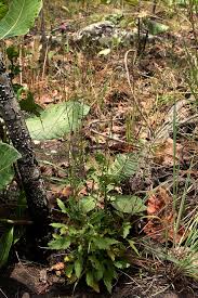 Image result for Crassocephalum rubens