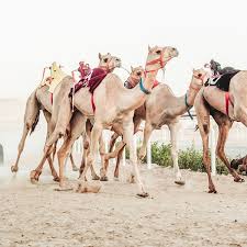 Camels have long been domesticated and, as livestock, they provide food (milk and meat) and textiles (fiber and felt from hair). Cooked Food Dubai Royal Camel Racing Club Groupon