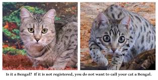 Their golden shimmer comes from their leopard cat ancestry, and their coats may show spots, rosettes, arrowhead markings, or marbling. Bengal Cats And The Law Should I Register My New Bengal Kitten