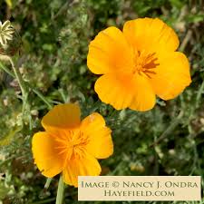 Image result for Eschscholzia