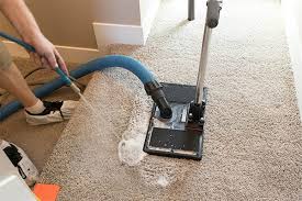removing dog urine from carpet why