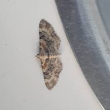 Image result for Eupithecia pulchellata