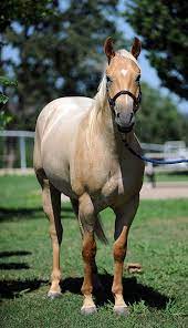 Did I Just Buy A 2 Year Old Barrel Horse News