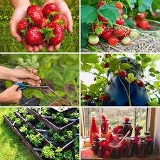 The biggest advantage of a raised strawberry bed is ease of access for the work of both harvesting and thinning. 27 Strawberry Gardening Tips Everyone Should Follow