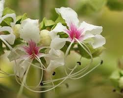 Image result for Clerodendrum toxicarium