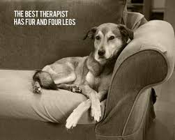 Dog Therapy They Don T Judge Just Love Perros Y Bebes Perros Frases Perros De Agua