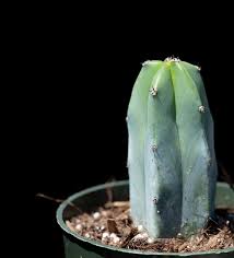 Image result for Myrtillocactus geometrizans