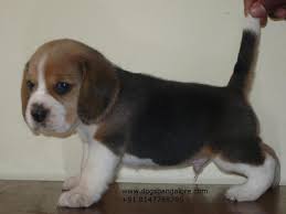 Beagle puppies for free adoption in bangalore. Beagle Dog Puppy Price In India