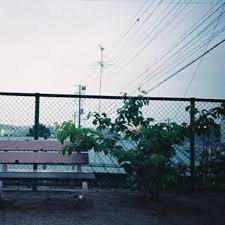 Image result for Vahlia